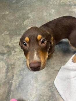 Labrador Retriever and Australian Cattle Dog Blue Heeler Dogs Available for Adoption in Paducah, Kentucky - Samoa | PetCurious