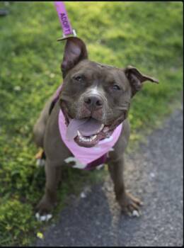 Rescue Labrador Retriever and American Staffordshire Terrier Dogs for Adoption in New York, New York - Brandi | PetCurious