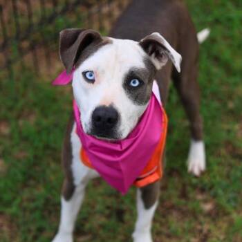 American Staffordshire Terrier Dogs Available for Adoption in San Antonio, Texas - BLUE EYES | PetCurious