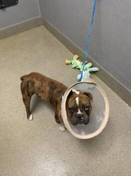 American Bulldog and Mixed Breed Dogs Available for Adoption in Las Vegas, Nevada - HAWAIIAN BARBEQUE | PetCurious