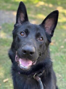 *ONYX -  German Shepherd Dog Dog for Adoption in Woodland, California - *ONYX | PetCurious