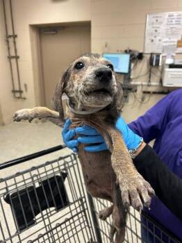 SIMBA -  German Shepherd Dog and Mixed Breed Dog for Adoption in Conroe, Texas - SIMBA | PetCurious