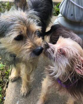 Maple -  Yorkshire Terrier Dog for Adoption in College Station, Texas - Maple | PetCurious