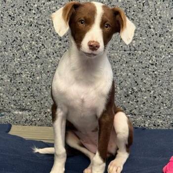 Rescue Hound Dogs for Adoption in Circleville, Ohio - Truffle | PetCurious