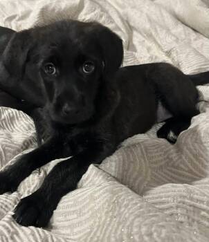 Mellie -  Labrador Retriever and Poodle Dog Available for Adoption in Mechanicsburg, Pennsylvania - Mellie | PetCurious