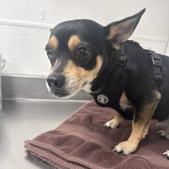 Rascal 54182 -  Miniature Pinscher and Chihuahua Dog for Adoption in Las Vegas, Nevada - Rascal 54182 | PetCurious