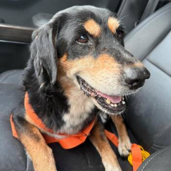 Wrangler -  Beagle Dog for Adoption in Lake Jackson, Texas - Wrangler | PetCurious