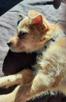 Chihuahua Dogs Available for Adoption in Minneapolis, Minnesota - Peanut | PetCurious