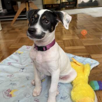 Beagle and Labrador Retriever Dogs Available for Adoption in Carolina, Carolina - Huey - Desperate For His Forever! | PetCurious