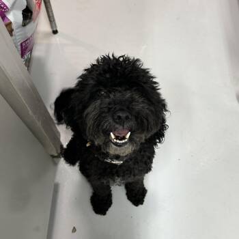 Rilei -  Golden Retriever and Miniature Poodle Dog for Adoption in Huntsville, Alabama - Rilei | PetCurious