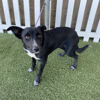 A612168 -  Border Collie and Mixed Breed Dog for Adoption in Modesto, California - A612168 | PetCurious