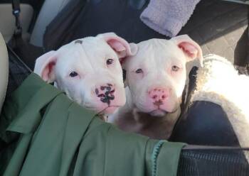 Snoot -  American Staffordshire Terrier and Pit Bull Terrier Dog for Adoption in West Peoria, Illinois - Snoot | PetCurious