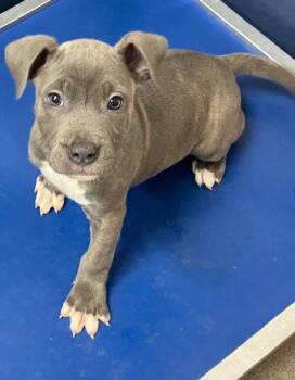 Mixed Breed Dogs Available for Adoption - Journey 2 Months Female Ava 4/15 | PetCurious