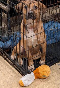 Mixed Breed Dogs Available for Adoption in Marietta, Ohio - Thumper (Photos May 14, 2026) | PetCurious