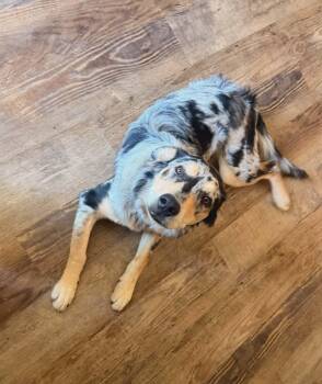 Catahoula Leopard Dog Dogs Available for Adoption in Boise, Idaho - Ford | PetCurious