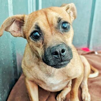 Tropicana -  Chihuahua Dog for Adoption in Eustis, Florida - Tropicana | PetCurious