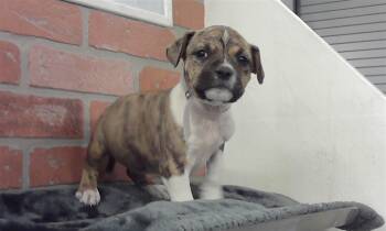 Staffordshire Bull Terrier and Mixed Breed Dogs Available for Adoption - SAMARA | PetCurious