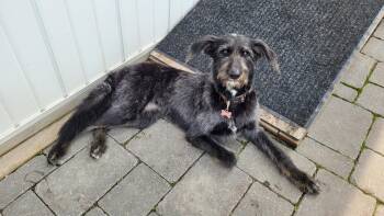 Luna -  Irish Wolfhound and Mixed Breed Dog for Adoption in Didsbury, Alberta - Luna | PetCurious