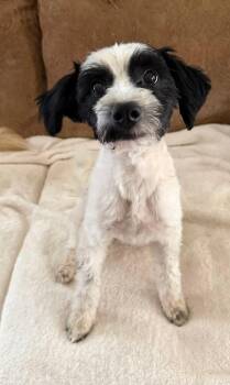 Jenny -  Shih Tzu Dog for Adoption in Monticello, Minnesota - Jenny | PetCurious