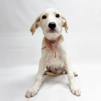 810 (2026) Tansy -  Great Pyrenees and Anatolian Shepherd Dog for Adoption in Parker, Colorado - 810 (2026) Tansy | PetCurious
