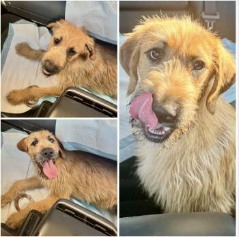 Rescue Irish Terrier and Wheaten Terrier Dogs for Adoption in Manhattan Beach, California - Buck | PetCurious