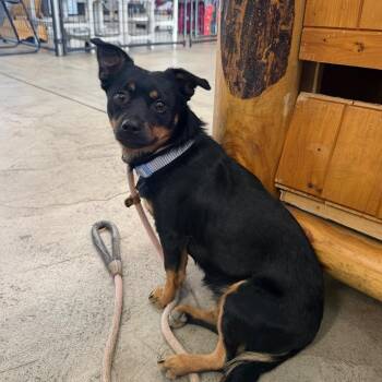 Nova -  Chihuahua Dog for Adoption in Spanish Fork, Utah - Nova | PetCurious