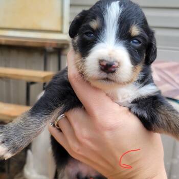 Australian Shepherd and Australian Cattle Dog Blue Heeler Dogs Available for Adoption in Marshall, Texas - Laramie | PetCurious