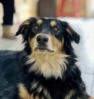 Australian Shepherd and English Shepherd Dogs Available for Adoption in Ontario, California - Frenzy Benny | PetCurious
