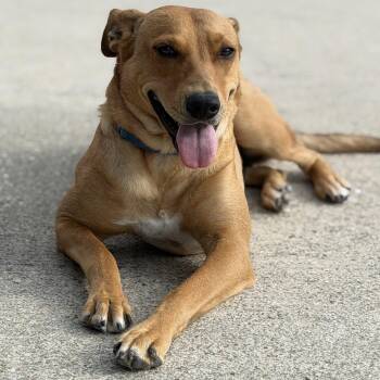 Tilly -  German Shepherd Dog Dog for Adoption in Krum, Texas - Tilly | PetCurious