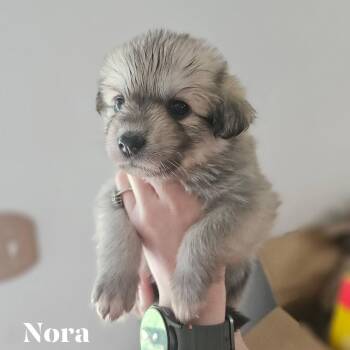 Nora -  Great Pyrenees Dog for Adoption in Spring Hill, Tennessee - Nora | PetCurious