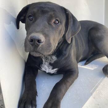 Black Labrador Retriever Dogs Available for Adoption - BAC-Stray-140859 | PetCurious