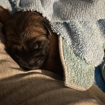 Shepherd Dogs Available for Adoption in Saratoga Springs, New York - Daisy Duke | PetCurious