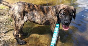 Jackson (26-123 D) -  Mixed Breed Dog for Adoption in Lansing, Michigan - Jackson (26-123 D) | PetCurious