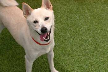 KIARA -  Shiba Inu Dog Available for Adoption in Fort Lauderdale, Florida - KIARA | PetCurious