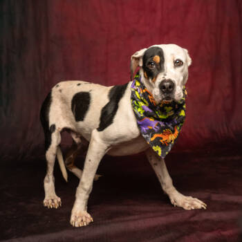 Rescue Hound and Mixed Breed Dogs for Adoption in Atlanta, Georgia - Funky Town | PetCurious