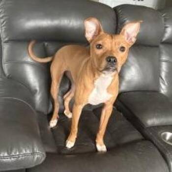 Remi -  Mixed Breed Dog for Adoption in Galveston, Texas - Remi | PetCurious