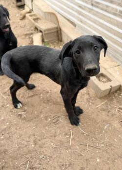 Labrador Retriever and Golden Retriever Dogs Available for Adoption in Severance, Colorado - Fletcher | PetCurious
