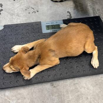 Gretchen -  Mixed Breed Dog for Adoption in Las Cruces, New Mexico - Gretchen | PetCurious