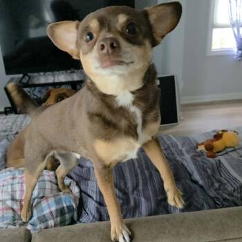 Chihuahua Dogs Available for Adoption in Griswold, Connecticut - Dustin | PetCurious