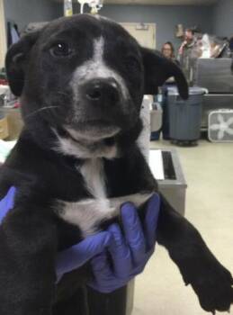 Pit Bull Terrier and German Shepherd Dog Dogs Available for Adoption in Riverside, California - A1918900 | PetCurious