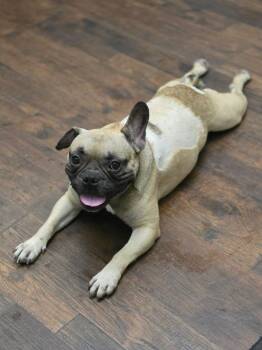 Jonesy -  French Bulldog and Terrier Dog for Adoption in Eatontown, New Jersey - Jonesy | PetCurious
