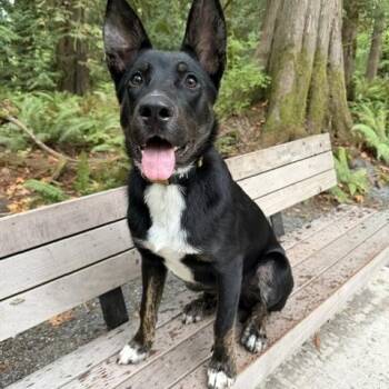Mr. Storm -  Black Labrador Retriever Dog for Adoption in Newport, Washington - Mr. Storm | PetCurious