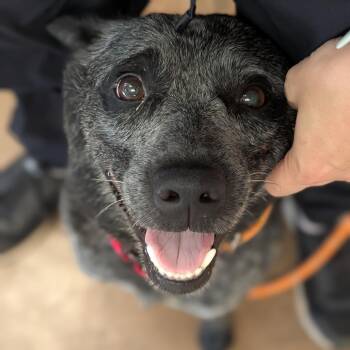 Frannie -  Australian Cattle Dog Blue Heeler Dog for Adoption in Riverwoods, Illinois - Frannie | PetCurious