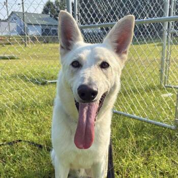 Titus -  Shepherd Dog for Adoption in Columbia, South Carolina - Titus | PetCurious