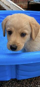 Molly -  Golden Retriever and Great Pyrenees Dog for Adoption - Molly | PetCurious