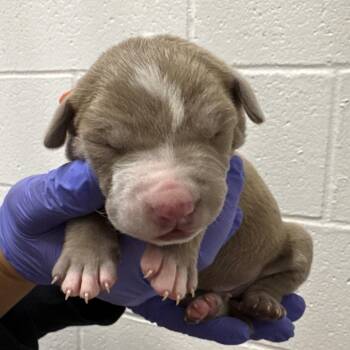 Pit Bull Terrier Dogs Available for Adoption - Led Zeppelin | PetCurious