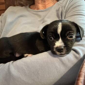 Chihuahua Dogs Available for Adoption - Frick | PetCurious