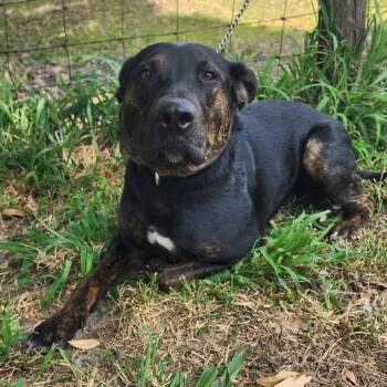 Rescue German Shorthaired Pointer and Rottweiler Dogs for Adoption in Lorida, Florida - Angus | PetCurious