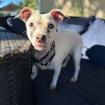 Rescue Beagle Dogs for Adoption in Ramona, California - Lexi Beech | PetCurious