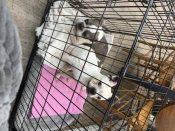 Latte -  Boston Terrier Dog Available for Adoption in Van Vleck, Texas - Latte | PetCurious